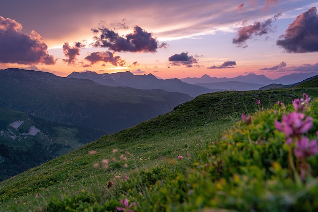 Purple-petaled flowers growing at the mountain during sunrise