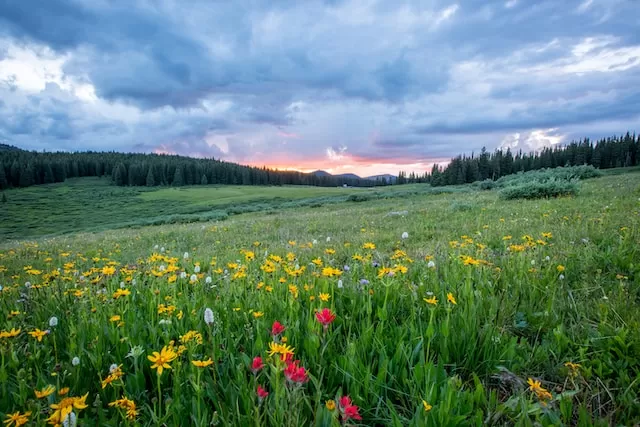 Flowers at daytime-beautiful site for a victorious new year