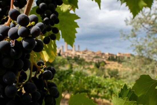 A bunch of grapes hanging from a vine. Signify that Jesus is the vine, and we are the branches, and we need to stay connected to the vine to produce the fruit of the Spirit