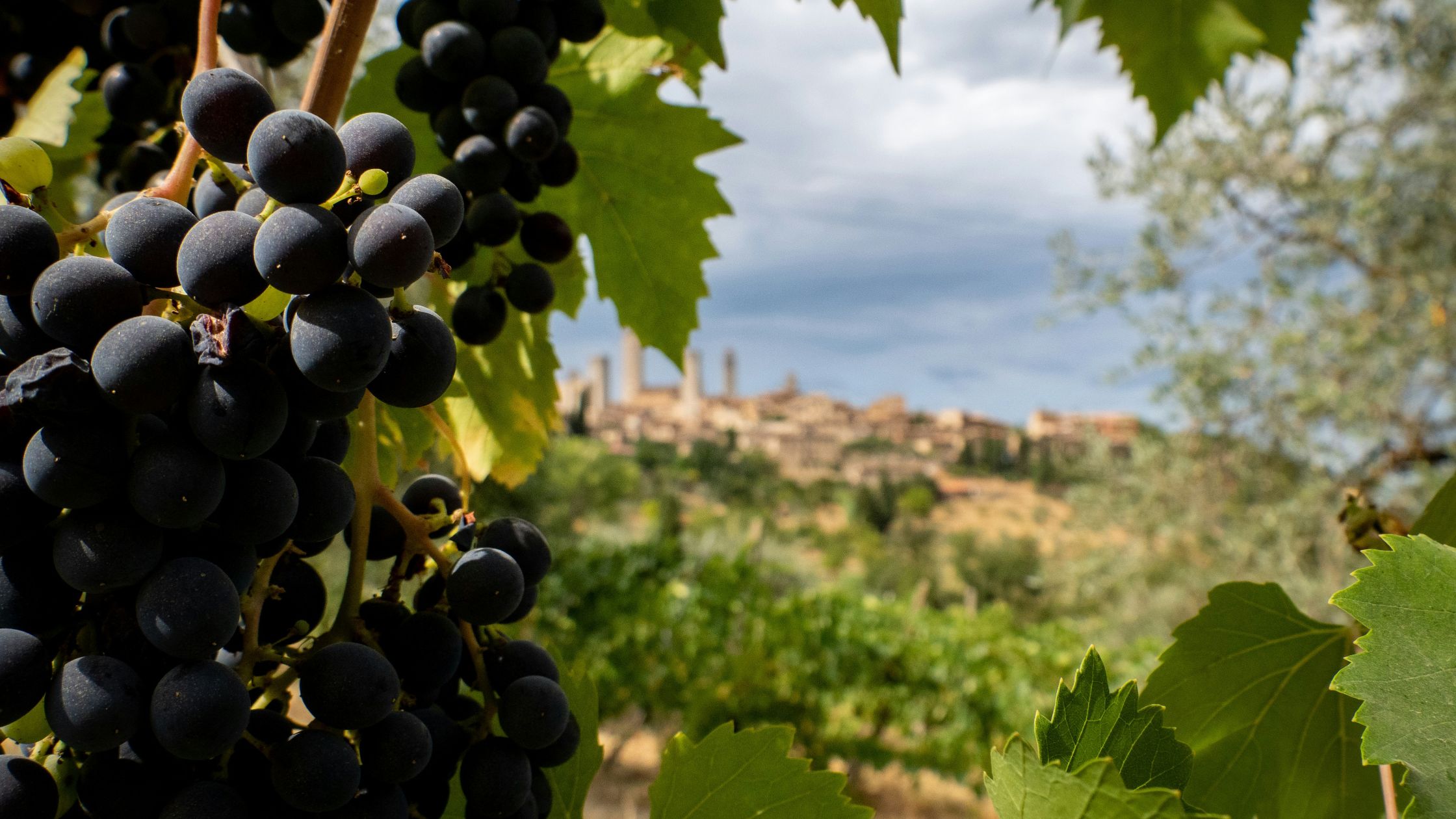 A bunch of grapes hanging from a vine. Signify that Jesus is the vine, and we are the branches, and we need to stay connected to the vine to produce the fruit of the Spirit